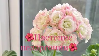 🌺ЦВЕТЁТ 🌺Пеларгония Apple Blossom Rosebud 🌺 - особенности ухода!
