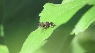 Square-headed wasp with fly prey