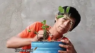 Обрезка бонсай санкан СИТО #bonsai #bonsaitree #bonsaisancang #bonsaicare #viral #fyp