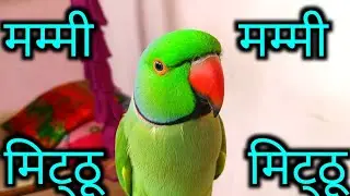 Talking parrot || Mummy Mitthu Bolne Wala Tota || Mitthu Mitthu ʘ⁠‿⁠ʘ