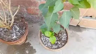 Daily Plant Vlog: How I Water, Check for Pests & Keep My Urban Jungle Happy