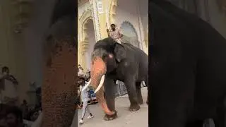 Bheema - One and Only #bheema #mysoredasara2025 #elephants