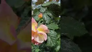 🌸 Nature's Jewelry: Close-Up of Flowers with Dewdrops | Glistening Floral Gems 🌼💧