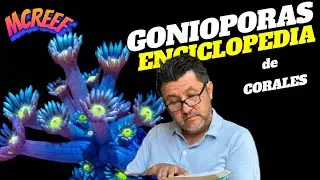 &iquest;Sab&iacute;as que este coral tan bonito es uno de los m&aacute;s dif&iacute;ciles? | Enciclopedia de Corales - Goniopora