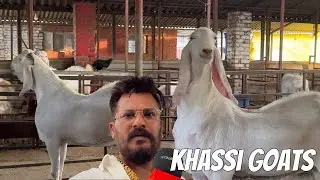Big Khassi Goats at MD Goat Farm Padgha