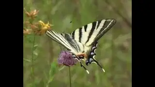 The Scarce Swallowtail (Iphiclides podalirius)