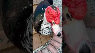 My Favorite Duck short #shorts #duck #cuteduck #birds #myduck #duckpet