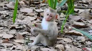 Adorable baby monkey finding some foods
