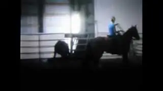 cattle penning/sorting horse for sale