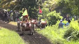 Buffalo racing in Indonesia