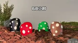 Mushroom growth process.#shoes #fashionstyle #footwear #new