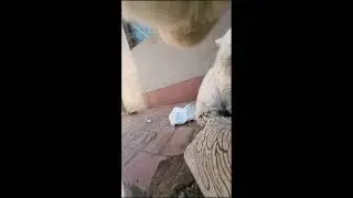 🐱 LIVE Cat Camera - #shorts | POV #CatPOV #LiveNow