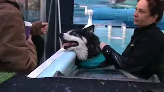 Jayoo's Hydrotherapy 2