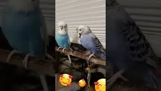 Parrots kissing