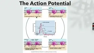 Cell Excitability: Resting Membrane Potential and The Action Potential