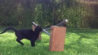 Loki The Kitty Jumping Outdoors For The First Time