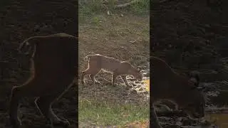 These Water Holes Aren't Just For The Deer! Have You Even Seen A Bobcat While Out Hunting?  #hunting