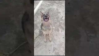 Mischievous Tiger playing alone funny video 🤣😁 #germanshepherd #trending #funny