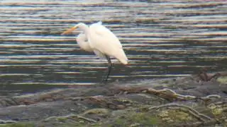 Great Egrets in Sinclair Inlet
