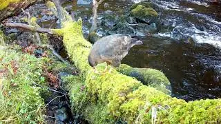 Natural Hunters: Fox Chases Mouse, Otter Fishing, Buzzard Feeding & Pine Marten Catches Mouse 🦊🦦🐾🦅🐭