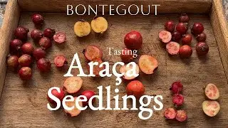 Tasting new Araça seedlings - guavas as potted fruit in Europe with minimal winter protection.