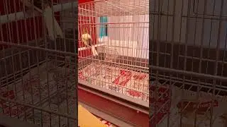 Canto canarino timbrado
