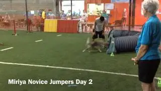 Miriya AKC Novice JWW Debut