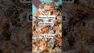 Tag 5 des Curing der Forum Cookies x OG Badazz by #ripperseeds #trichome #420