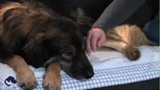 HandmadeForDogs 2016 new