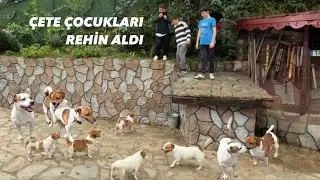 JACKRUSSELL ÇETESİ VS ÇOCUKLAR