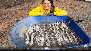 Strand Farm | Planting Asparagus for the First Time - Off Grid Homestead