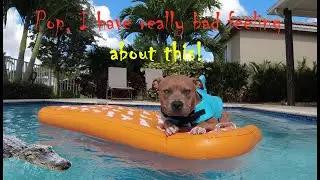 Dog Raft: Expawlorer Pet Pool Float Review & Unboxing