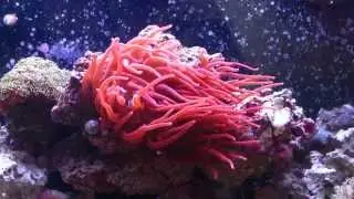 Clownfish Hosting Bubble Tip Anemone