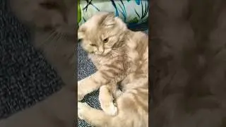 #cat