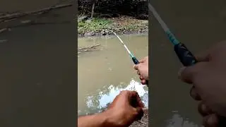 #fishing #microfishing #shorts