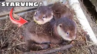 SAVING STARVING BABY OTTERS !