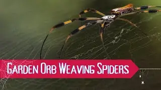 The Golden Orb Weaver: Nature&rsquo;s Most Beautiful Spider