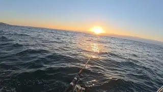 Not a bad day chasing snapper & bonito | Sydney NSW | 26 August 2025