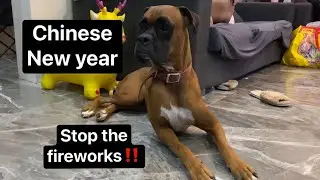 TERRIFIED Boxer Dog (fireworks)