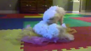 Puppsters playing with scarves