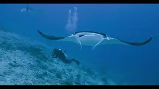 צלילה במלדיבים Addu Atoll
