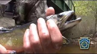 Fall Trout Stocking on Clarks Creek