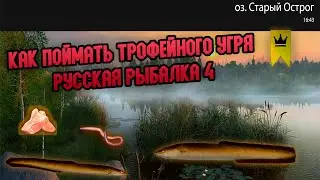 Как поймать трофейного угря на Оз.Старый Острог | Русская Рыбалка 4 | Russian Fishing 4