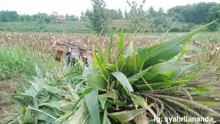 PEMANDANGAN DI DESA AESTHETIC BANGET GUYS VIBES E ITU LOHH!......