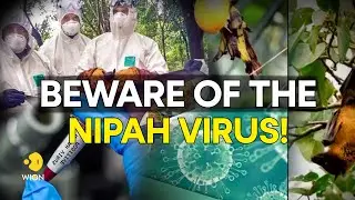 Nipah virus: What are the symptoms, precautions & treatment for the deadly virus? | WION Originals