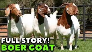 The incredible history of the Boer goat breed - Boer Goats Farming