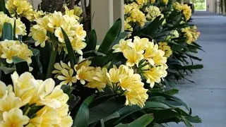 Amazing and Most Beautiful Clivia Flowers Pictures
