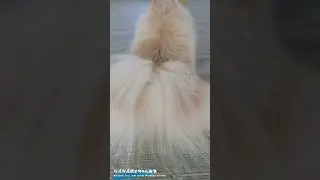 What is this object? Pomeranian relaxing in the letter 