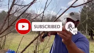 How to Keep Your Fruit Trees Healthy - Pruning Our fruit trees