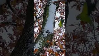 London wildlife (Hampstead Heath)